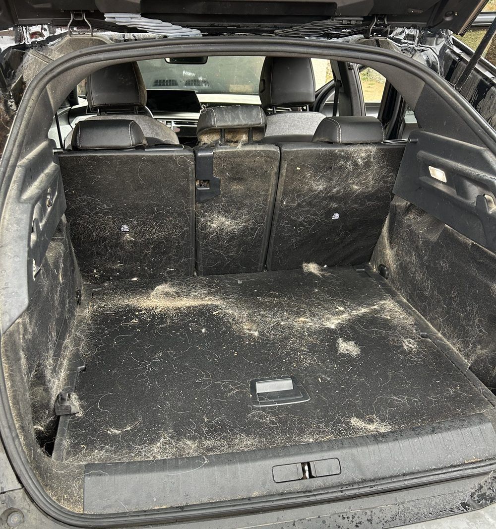Coffre de voiture rempli de poils de chien avant nettoyage